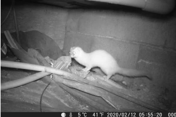 イタチ駆除（西尾市）