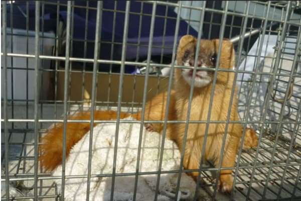 イタチ駆除（西尾市）