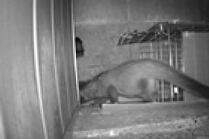 ハクビシン侵入