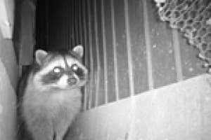 アライグマ侵入