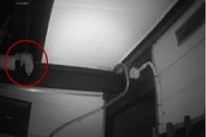 イタチ駆除（豊田市）