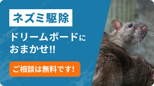 ネズミ駆除はドリームボードにおまかせ！！
