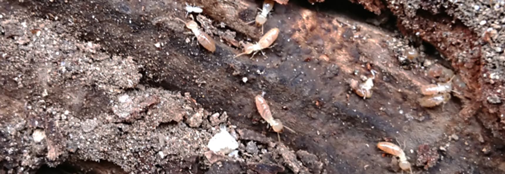 日本に生息する代表的なシロアリ