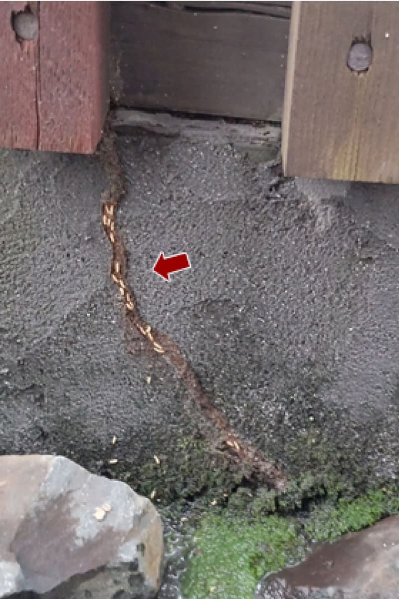 蟻道内のシロアリ