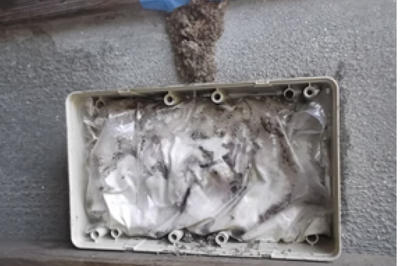 ベイトが浸食されたシロアリの（巣）の駆除完了