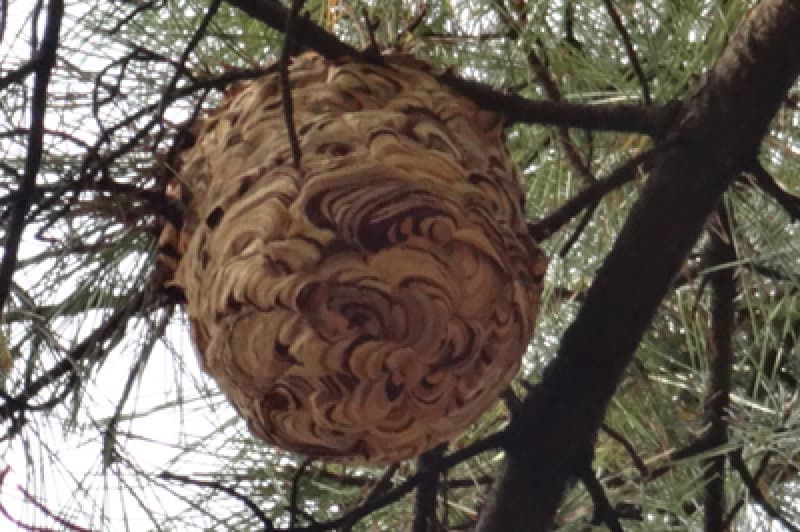 樹木に出来たコガタスズメバチの巣