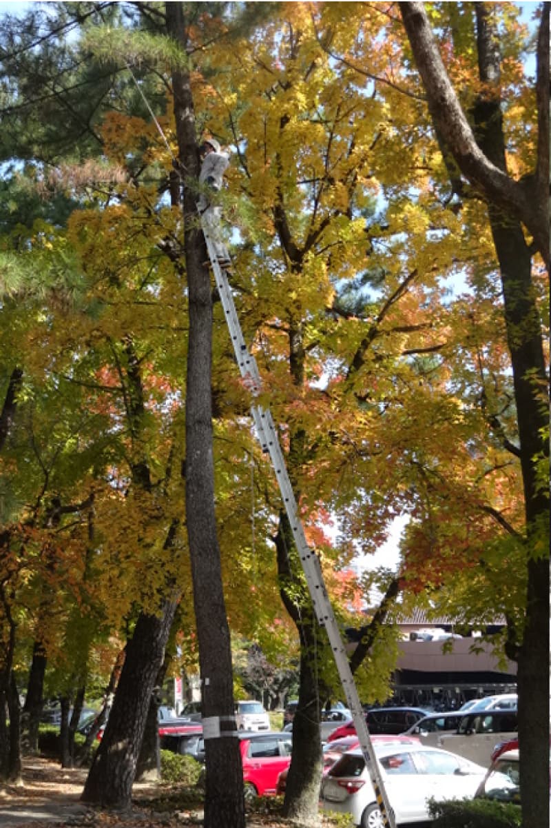 公園樹木上ハチ駆除