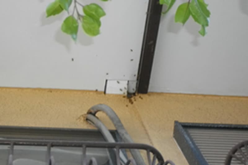 軒下から出入りするミツバチ