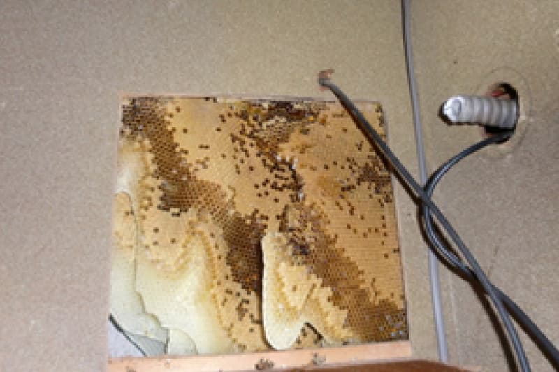 天井裏ではなく壁中にミツバチの巣
