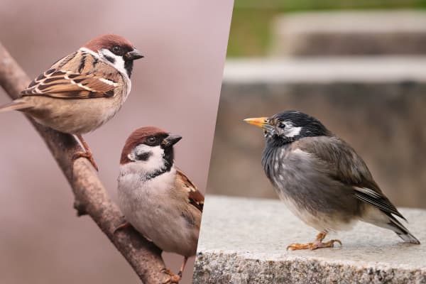 ハト飛来防止/対策/駆除