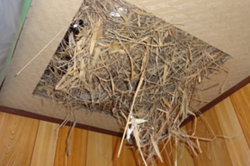 天井裏の巣