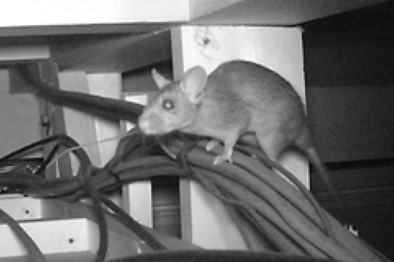 暗視センサーカメラ（クマネズミ撮影）