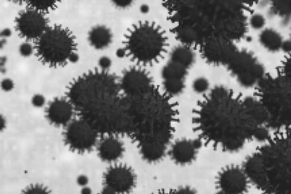 コウモリの病原菌