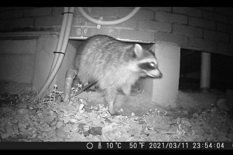 床下より出てくるアライグマ