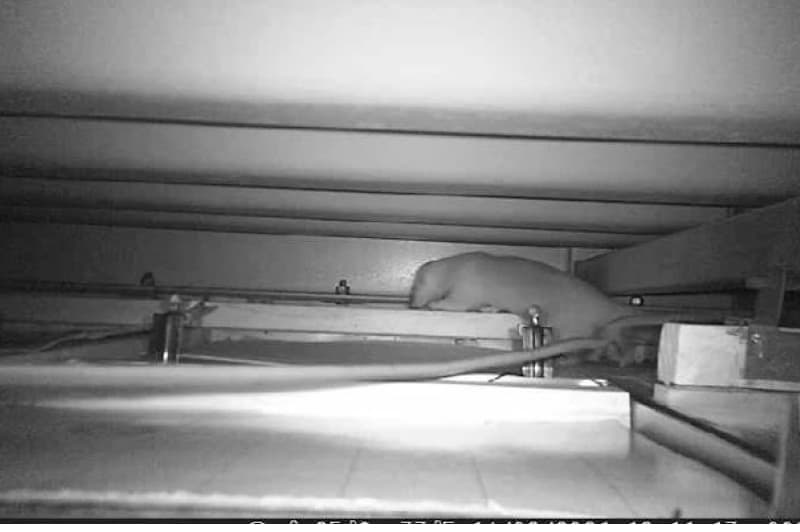 イタチ侵入防止事例経過