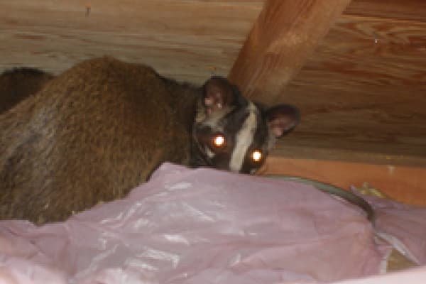 害獣駆除はお任せください！