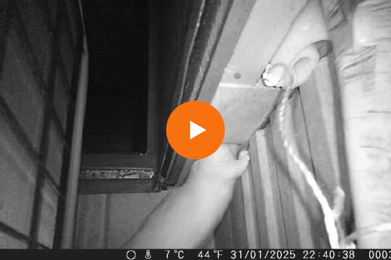 仮止めを外し侵入するイタチ①