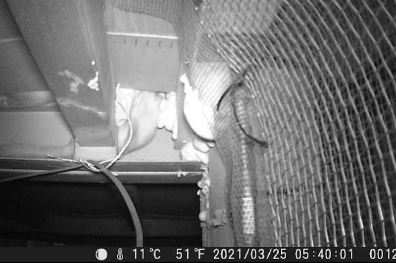 仮止めを外し侵入するイタチ②