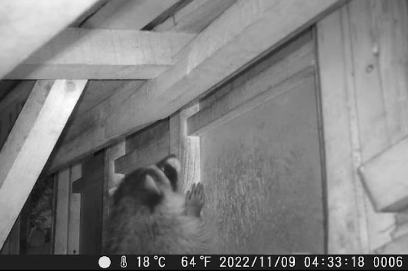 天井裏へ侵入するアライグマ