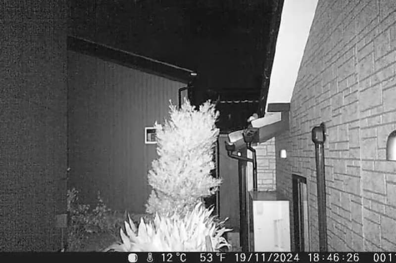 木を伝い天井裏へ侵入するイタチ