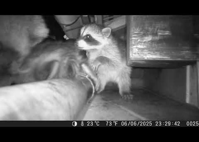 子供を外に連れ出すアライグマ