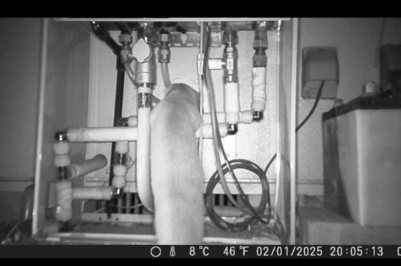 仮閉鎖部から入ろうとするイタチ