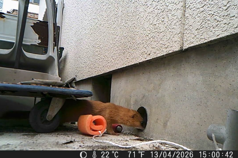 仮止めを外し侵入するイタチ③