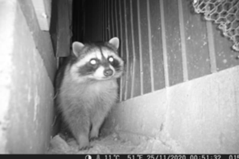 アライグマ（床下）