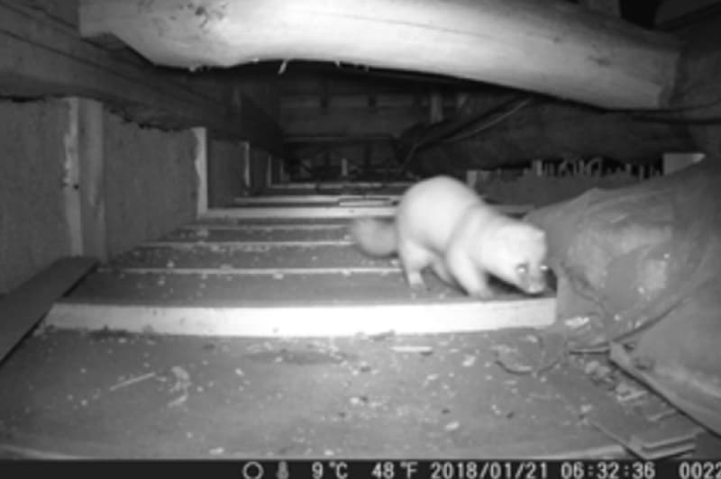 イタチ（天井裏）