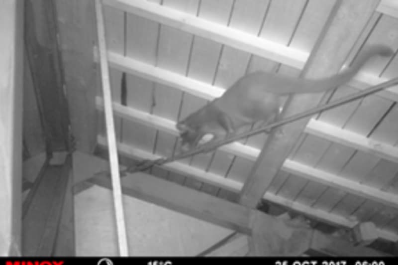 ハクビシン（天井裏）