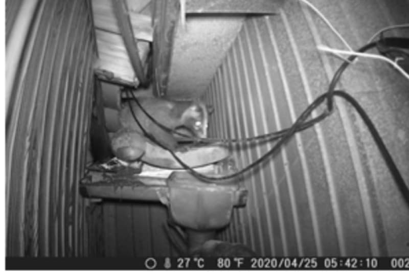 ハクビシン（軒下）