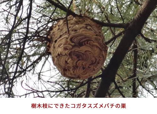 コガタスズメバチ写真