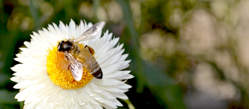 ミツバチ写真