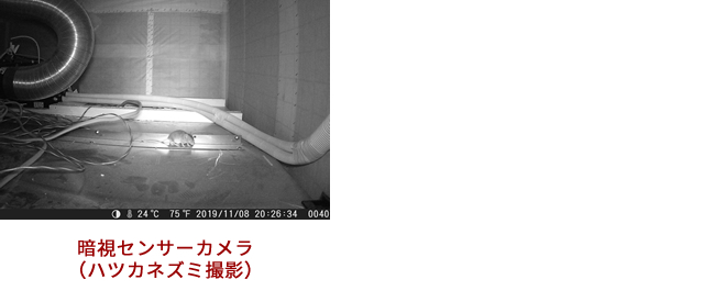センサーカメラ撮影