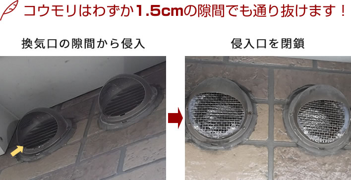 シロアリ侵入経路1